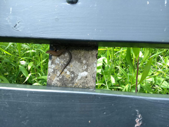 hagedis op tuinbank