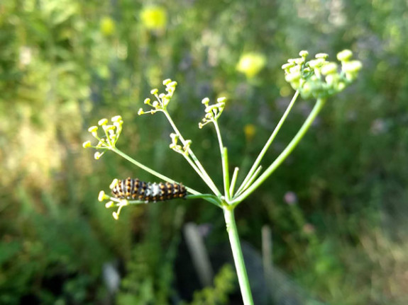 rups koninginnenpage