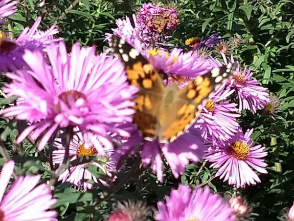 distelvlinder op paarse aster