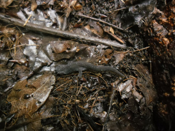 alpenwatersalamander in winterrust
