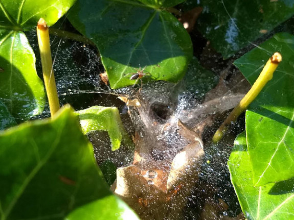 spinnenweb