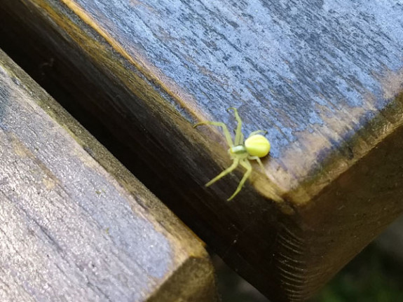krabspin