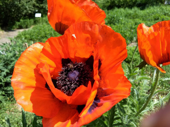 papaver bloei