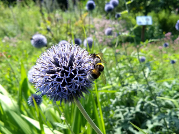 hommels op kogeldistel
