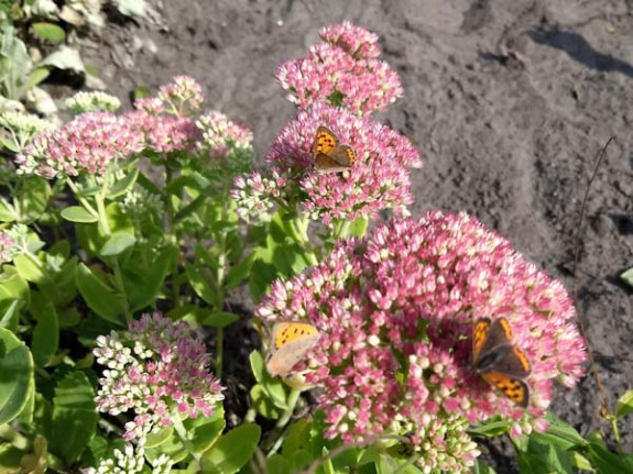 kleine vuurvlinders op sedum