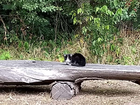 kat in vlindertuin