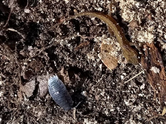 salamander en pissebed