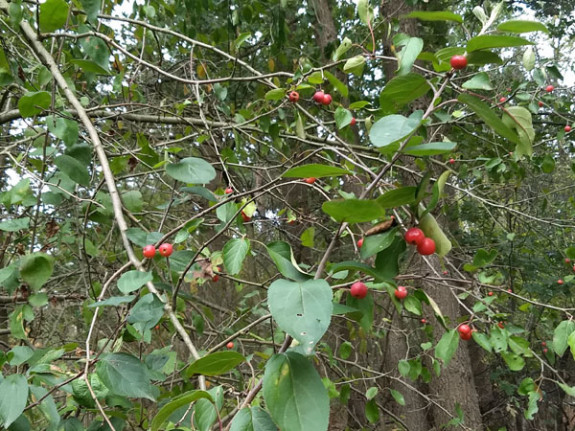 appeltjes