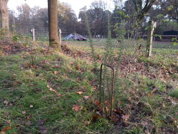 jonge gaspeldoorn