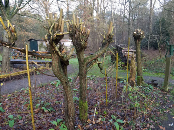 Wilgentenen in wilgenhaag