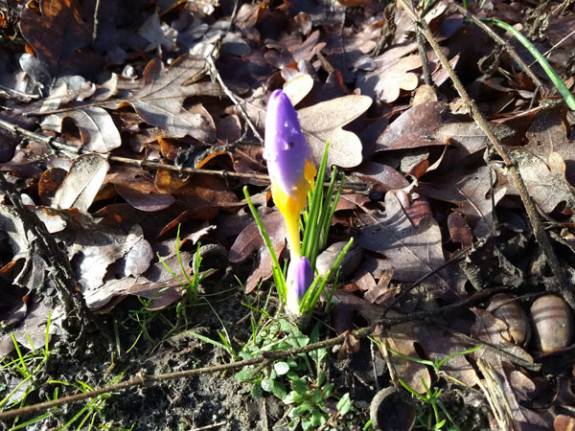 krokussen vlindertuin
