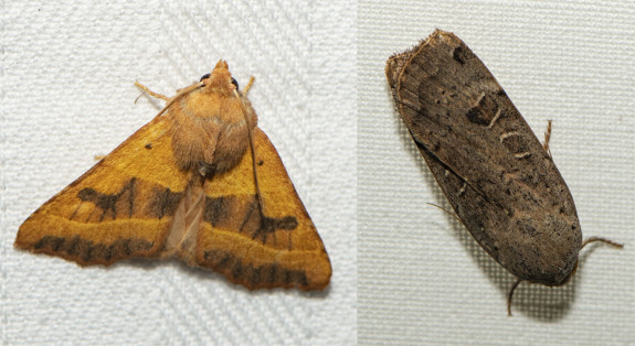 essengouduil en zwartpuntvolgeling