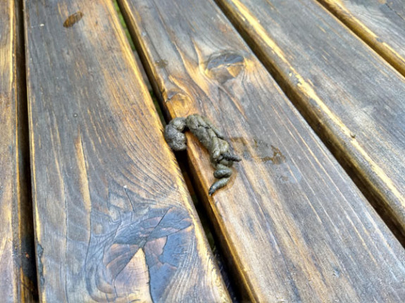 drol op tuintafel