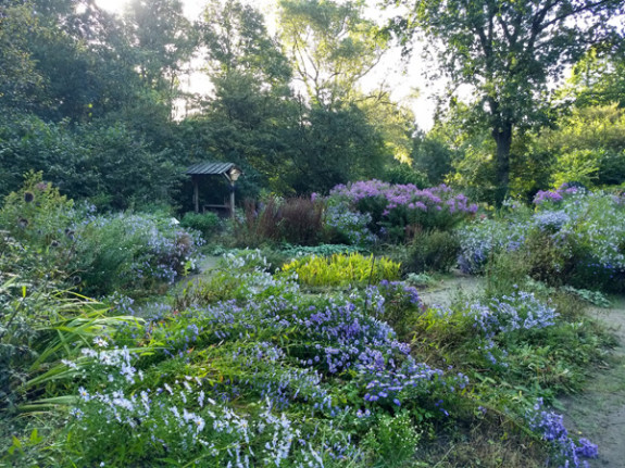 vlindertuin vol herfstasters