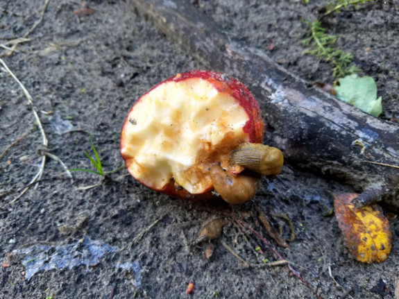 naaktslakken op appel