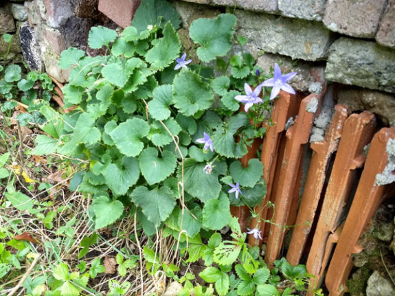 bloei in oktober