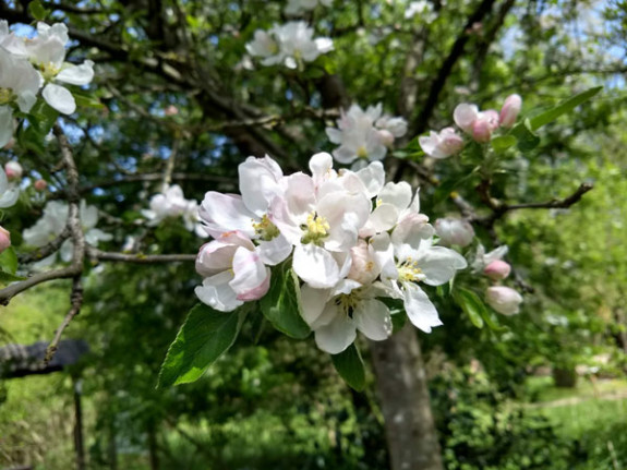 appelbloesem
