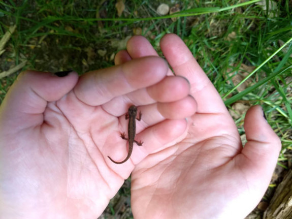 alpenwatersalamandertje