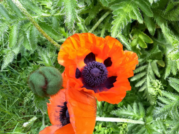 vaste papaver