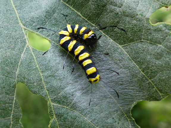 rups elzenuil