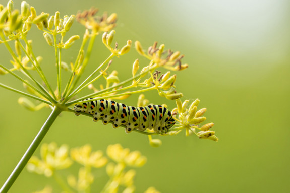koninginnenpage rups