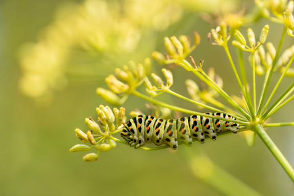 koninginnenpage rups