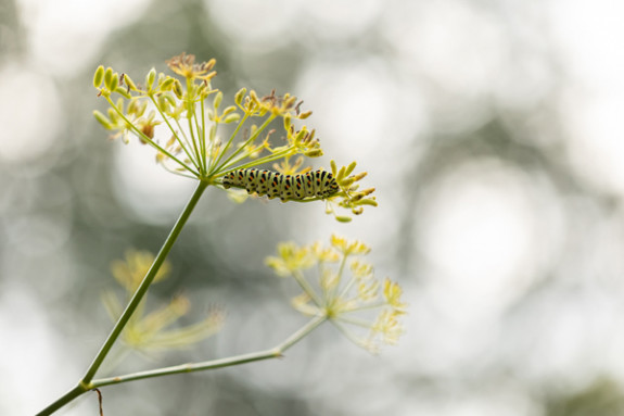 koninginnenpage rups