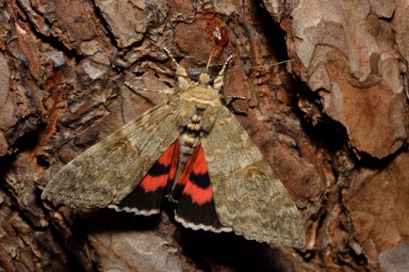 Rood weeskind IVN Vlindertuin Waalre
