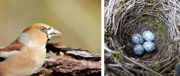 appelvink vrouw en nest