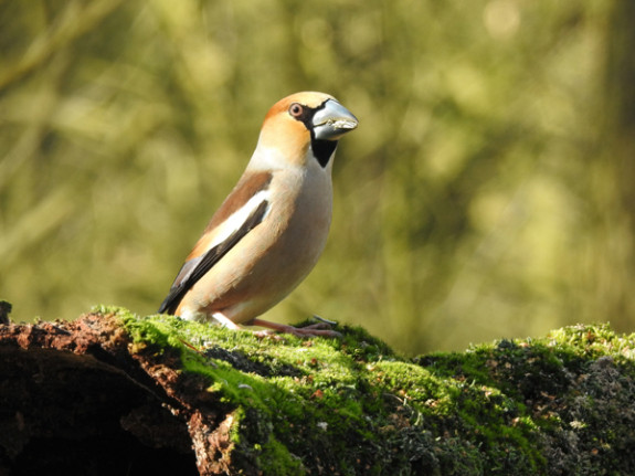 vrouw appelvink winterkleed