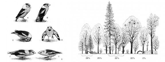 appelvink balts en nestplaatsen