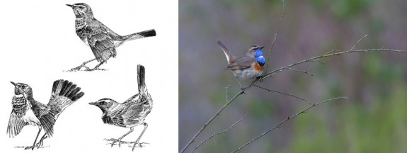 blauwborst baltsgedrag en zangplek