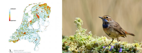 blauwborst broeddichtheid en mannetje