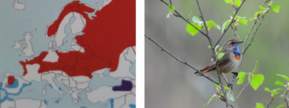 blauwborst broedgebied en mannetje