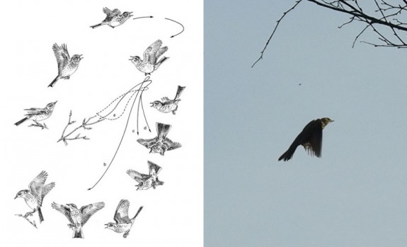 zangvlucht en vliegpatroon boompieper