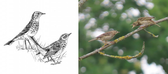 balts en boompiepers