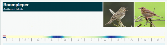 trektijden boompieper