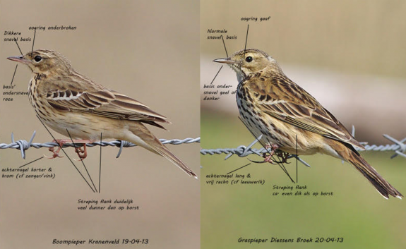 verschillen boompieper graspieper