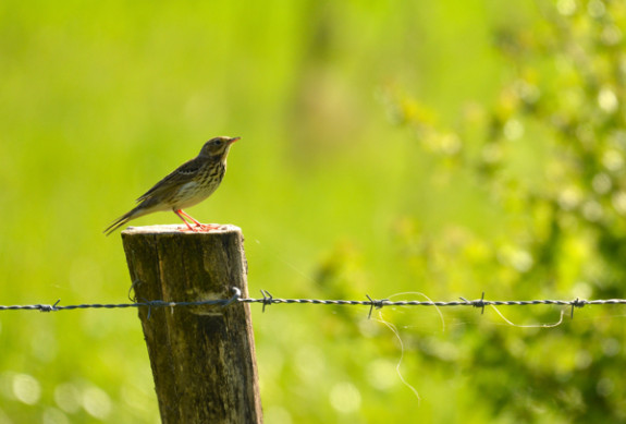 boompieper op zangpost