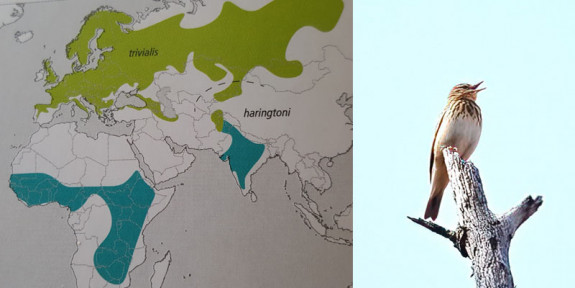 verspreidingskaart boompieper, en boompieper