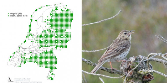 broedzekerheid en boompieper