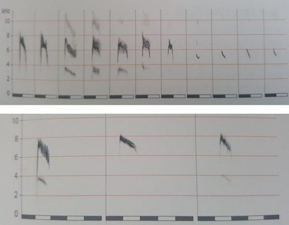 sonogram boompieper en siberische boompieper