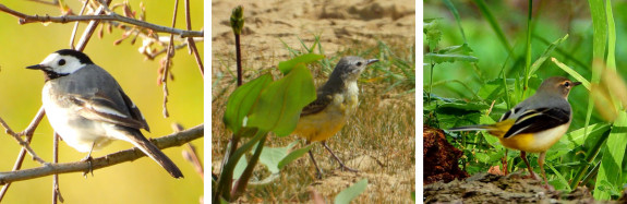drie soorten kwikstaarten