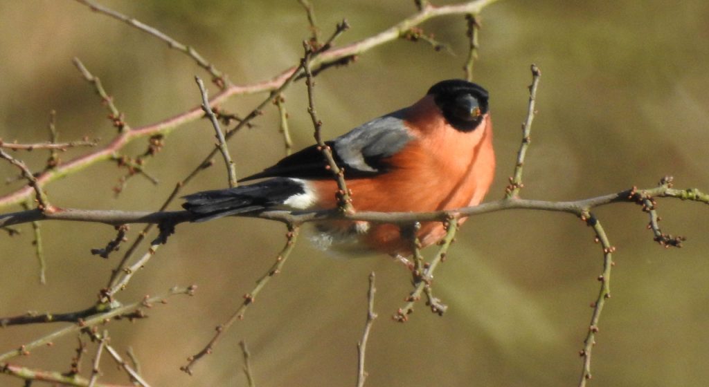 Vogels dichtbij: Goudvink