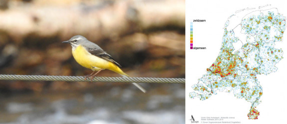 grote gele kwikstaart verspreiding winter