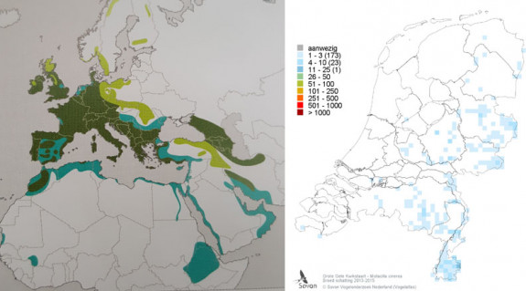 broedgebied grote gele kwikstaart