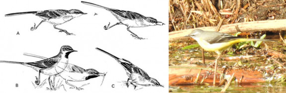 typisch foerageergedrag grote gele kwikstaart