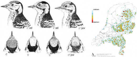 kenmerken en verspreiding kleine bonte specht