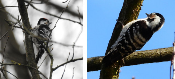 man en vrouw kleine bonte specht