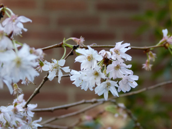 Prunus autumnalis